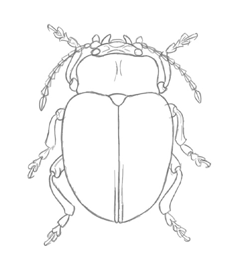 Pencil drawing of a scarab.